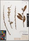 Foto von Salix caprea L. x Salix purpurea L.
